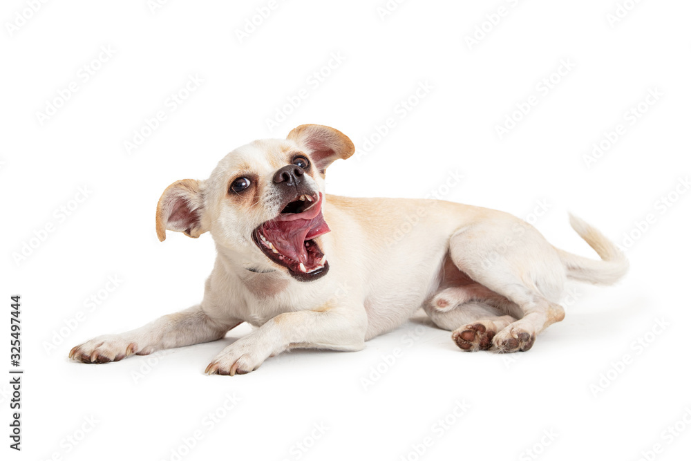 Funny Chihuahua Dog  Mouth Open Tongue Out