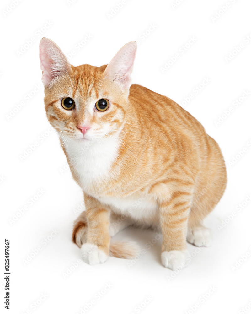 Orange and white tabby kitty sitting