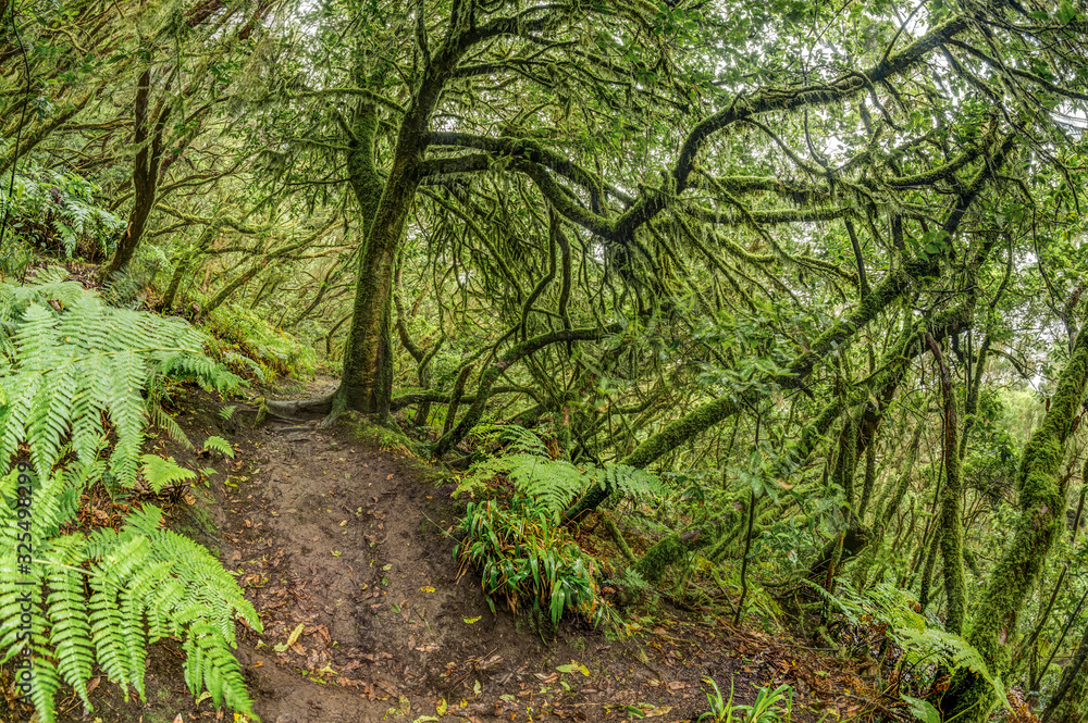 Obraz premium Relict forest on the slopes of the oldest mountain range of the island of Tenerife. Giant Laurels and Tree Heather along narrow winding paths. Paradise for hiking. Fish eye. Canary Islands. Spain