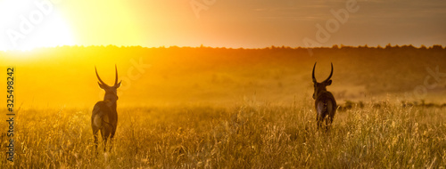 Waterbuck in Africa Golden Sunset Web Header photo