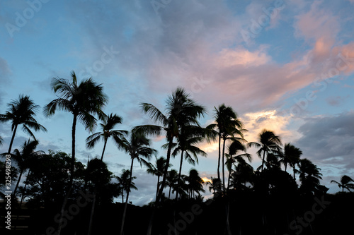 Palm tree beach silhouette with pink fluffy clouds