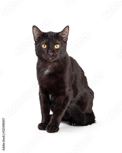 Young Black Kitty Sitting Looking Forward