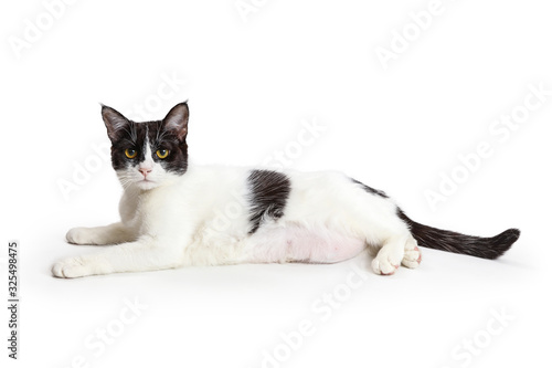 Young DSH Cat Lying Side Looking Forward © adogslifephoto