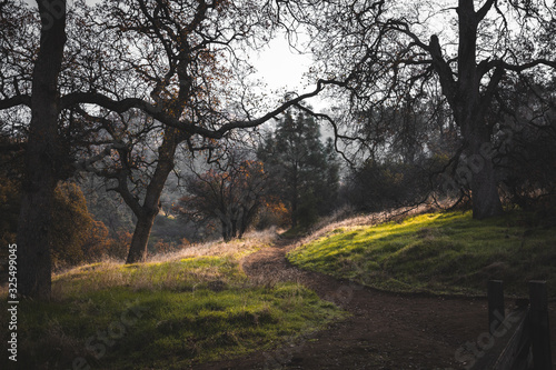 road in forest