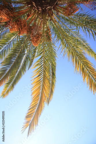 Li  cie palmy kokosowej na tle b    kitnego nieba