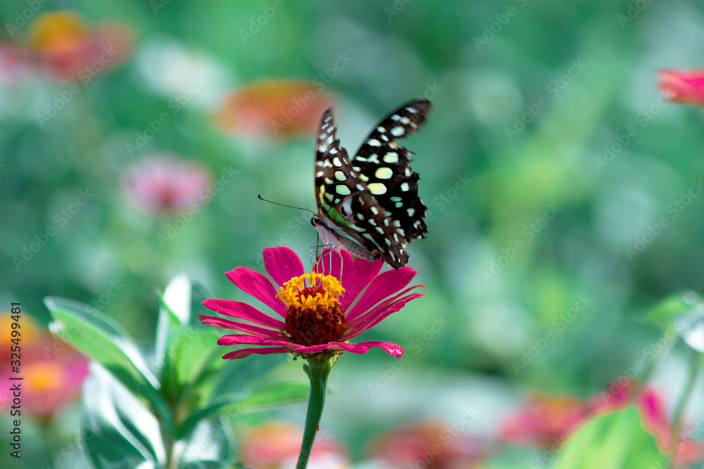 Fantasy tropical butterfly appearing in dreams Fantasy tropical butterfly appearing in dreams