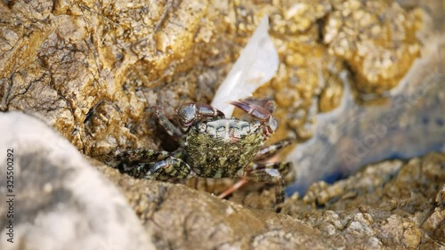 Carcinus maenas, green european crab removes trash on the stone shore. Adriatic coast. 4k. Slow motion photo