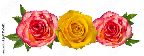 Fresh beautiful roses with dewdrops isolated on white background with clipping path