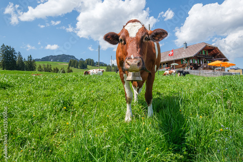Alpine landscape with grazing cows, Switzerland © FotoCorn