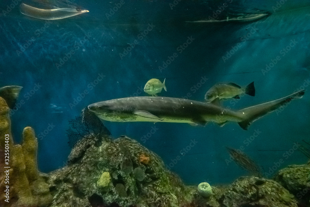 Fototapeta premium beautiful underwater in an aquarium