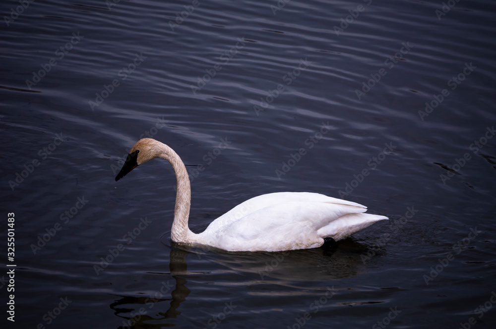 Naklejka premium white swan