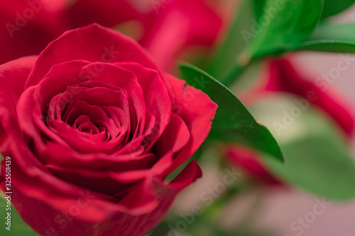 red rose and green leaves background