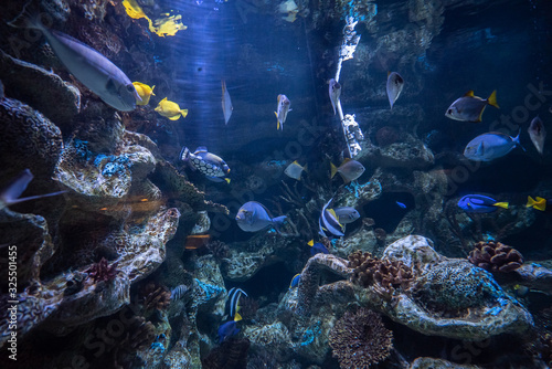 Fototapeta Naklejka Na Ścianę i Meble -  beautiful underwater in an aquarium