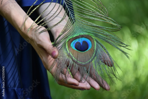 Fototapeta Close up woman hands and peacock feather nature dark green background.