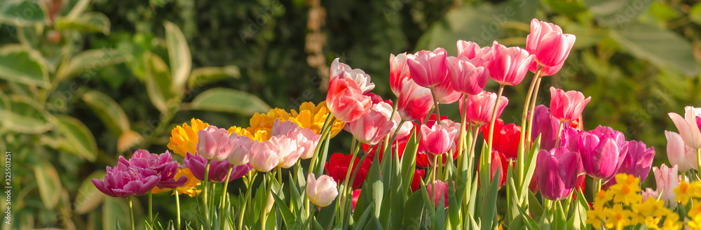 Garden tulips in the spring sun in the greenhouse for banner design