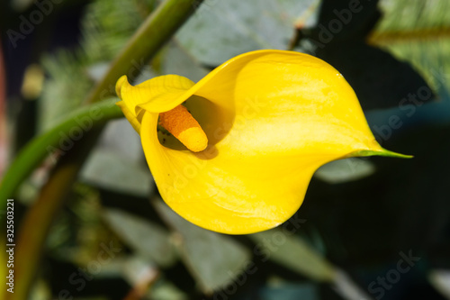 Boquet of calla lily © anca enache