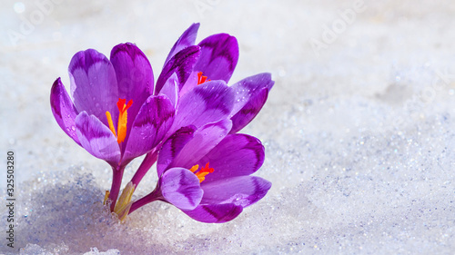Crocuses - blooming purple flowers making their way from under the snow in early spring, closeup with space for text © rustamank