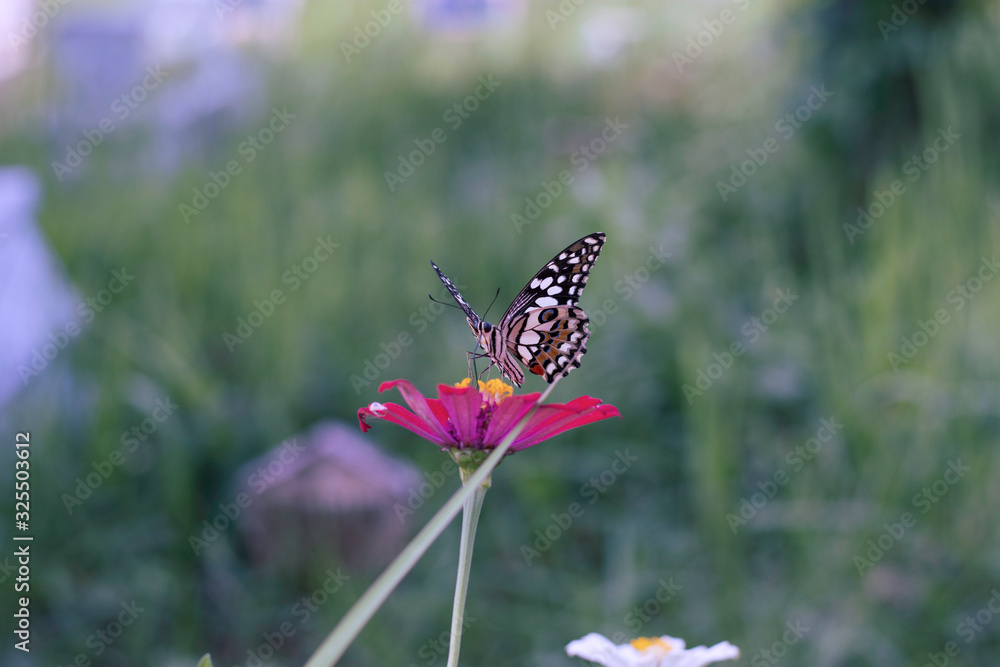 Chamomiles daisies macro in summer spring field on background blue sky with sunshine and a flying butterfly, nature panoramic view. Summer natural landscape with copy space. Chamomiles daisies macro in summer spring field on background blue sky with sunshine and a flying butterfly, nature panoramic view. Summer natural landscape with copy space.
