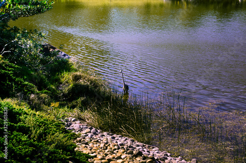 Heron in Morikami Museum and Japanese Gardens in Palm Beach County, Florida, United States photo