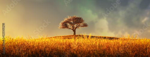 lonely tree in a cultivated field © juanjo