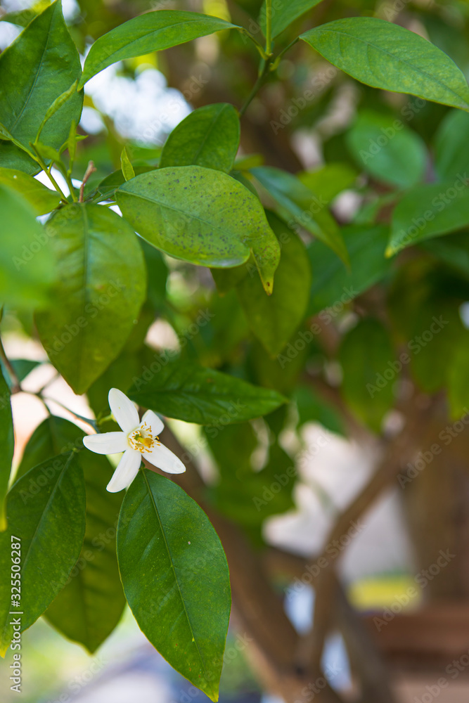 Fototapeta premium branch of a tree