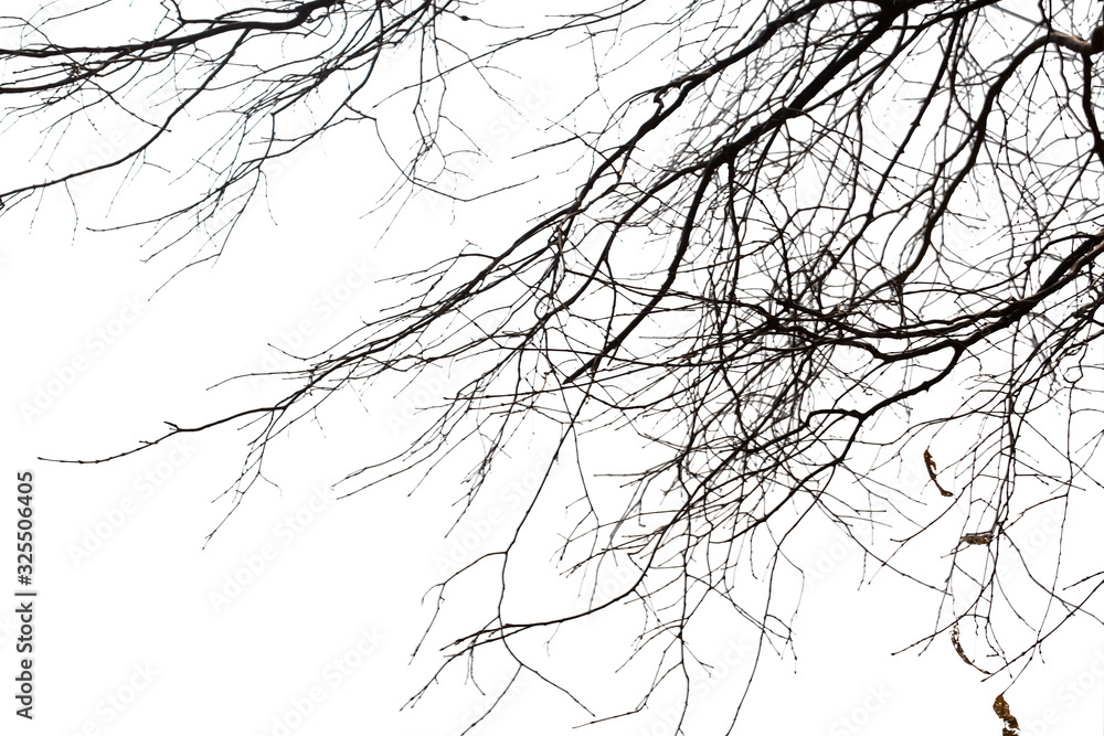 Dead branches , Silhouette dead tree or dry tree on white background with clipping path. Dead branches , Silhouette dead tree or dry tree on white background with clipping path.