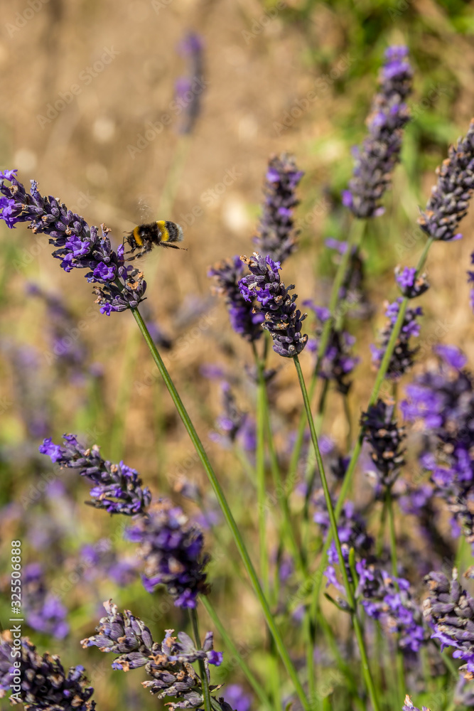 Fototapeta premium large bumble bee lands on sprig of lavender in bright sun in Provence