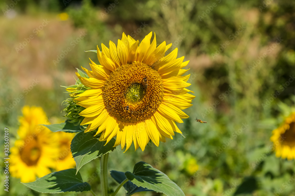 Pollen collecting bees on sunflower, defocused background. Pollen collecting bees on sunflower, defocused background.