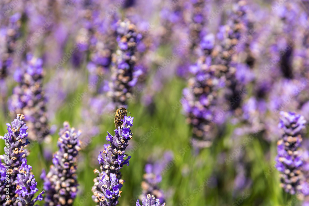 Bee with tongue in lavender flower looking for pollen defocused background with negavite space Bee with tongue in lavender flower looking for pollen defocused background with negavite space