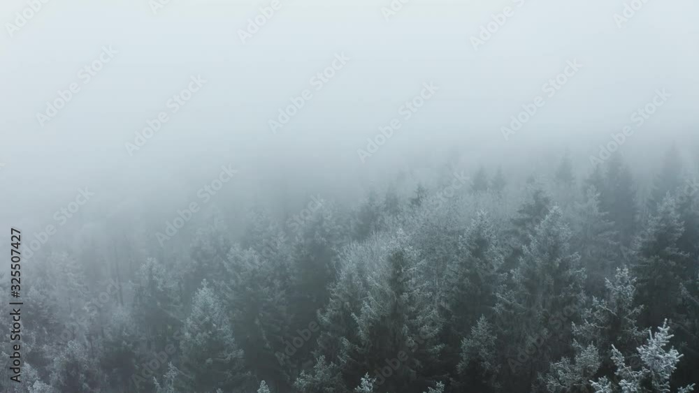 aerial view over winter landscape with forzen pinetree forest, drone shot of snow covered trees covered in fog