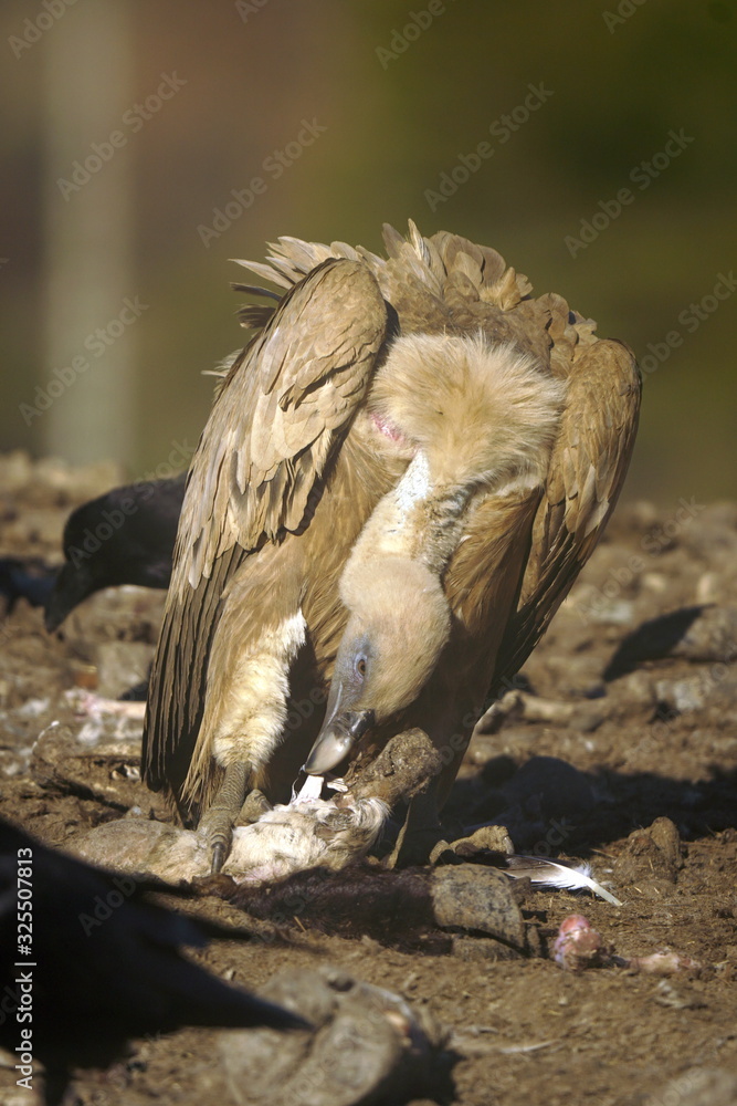 Fototapeta premium buitre