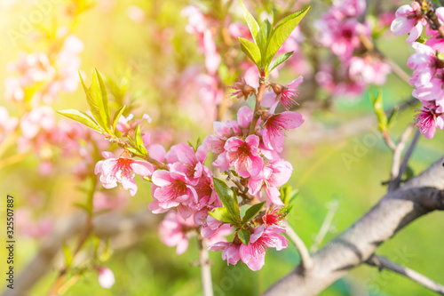 Peach blossoms. Spring. Blooming natural background. Bright warm day in the garden. Branches of flowering tree in the sunlight. Nature rejoices. Beautiful peach blossom. Pink Peach Flowers. toned © jollier_