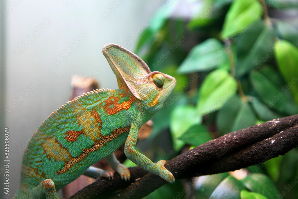 Obraz premium green colorful chameleon sitting on the branch - wild animal close up view.