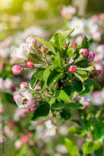 Honey bee pollinating apple blossom. The Apple tree blooms. Spring flowers. vertical photo. toned