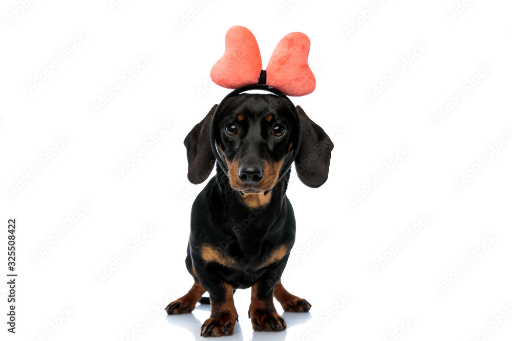Adorable Teckel puppy wearing bow headband