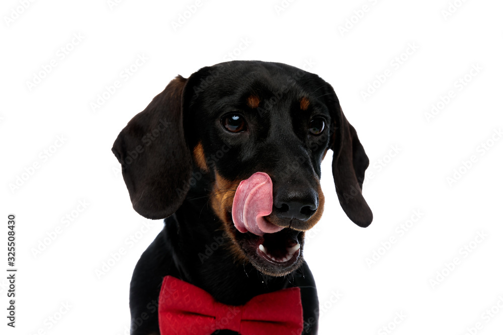 Adorable Teckel puppy wearing bowtie and licking its mouth Adorable Teckel puppy wearing bowtie and licking its mouth