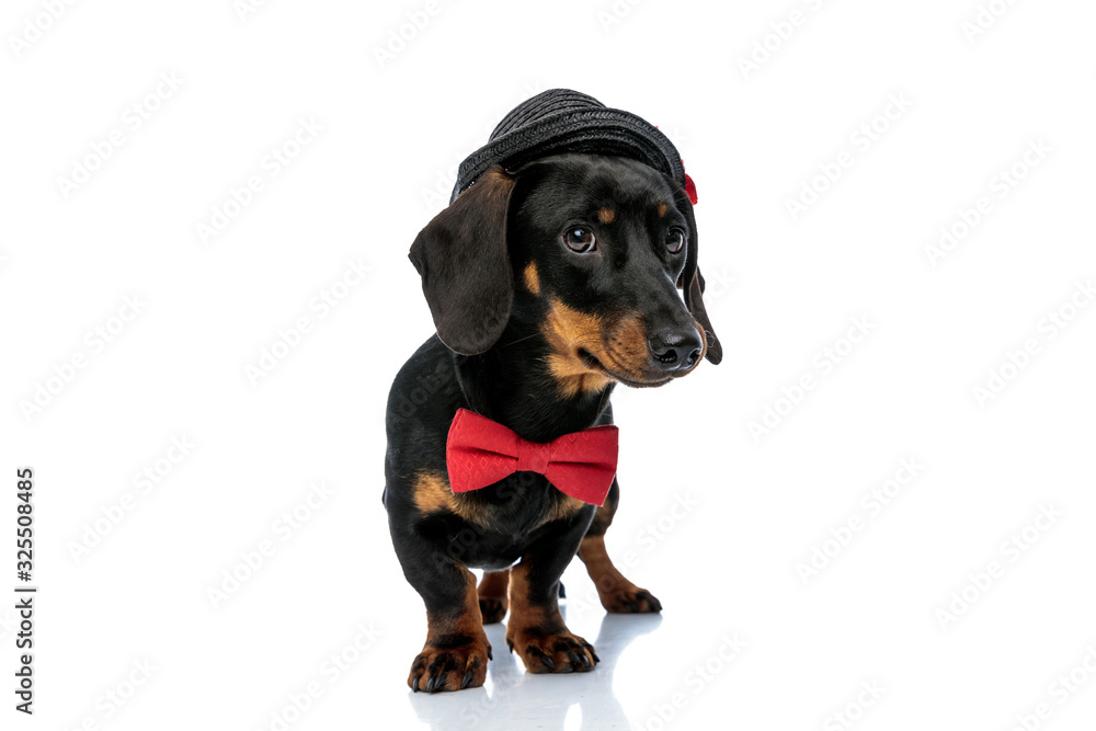Shy Teckel puppy wearing bowtie and hat