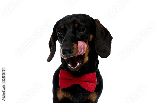 Bored Teckel puppy wearing bowtie and licking its mouth