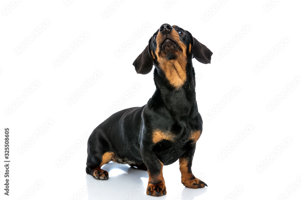 Obraz premium Eager Teckel puppy curiously looking up