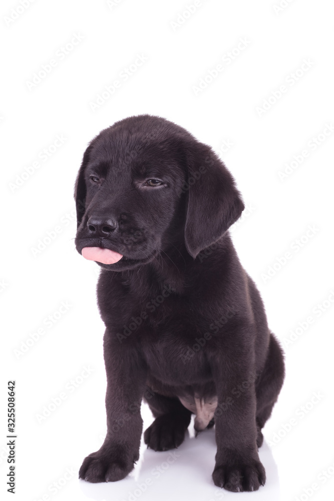 adorable labrador retriever sticking out tongue