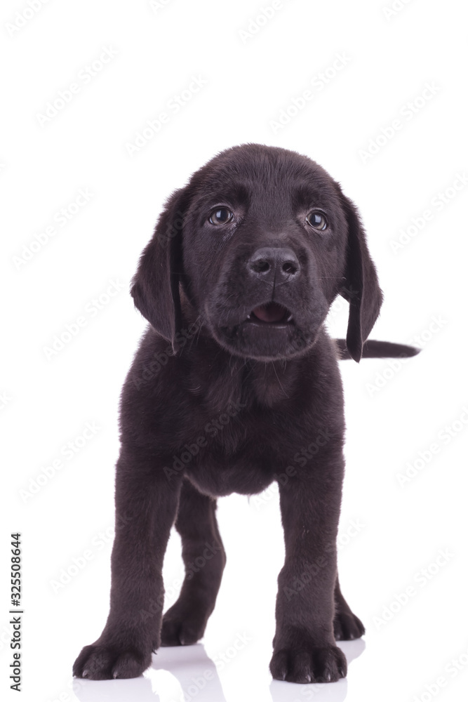 black labrador retriever standing on white background