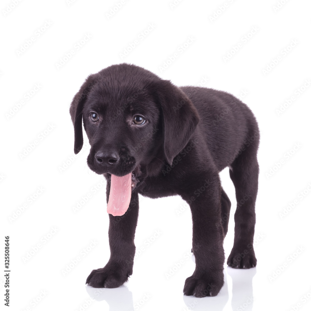 happy labrador retriever sticking out tongue happy labrador retriever sticking out tongue