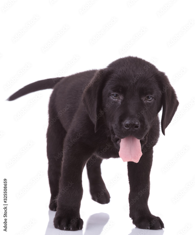 cute labrador retriever sticking out tongue on white background cute labrador retriever sticking out tongue on white background