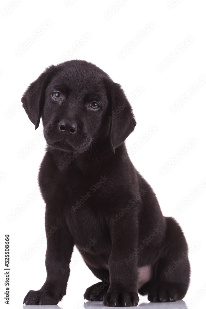 adorable labrador retriever on white background adorable labrador retriever on white background