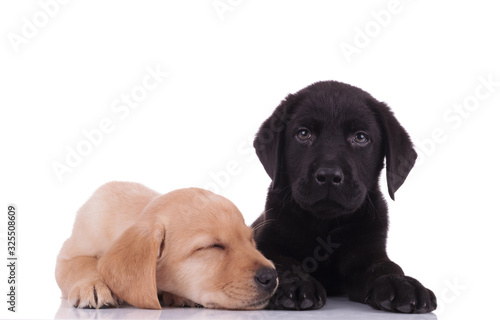 team of two labradors retrievers on white background