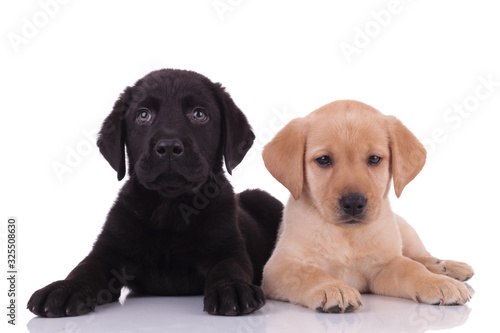 group of two labradors retrievers on white background