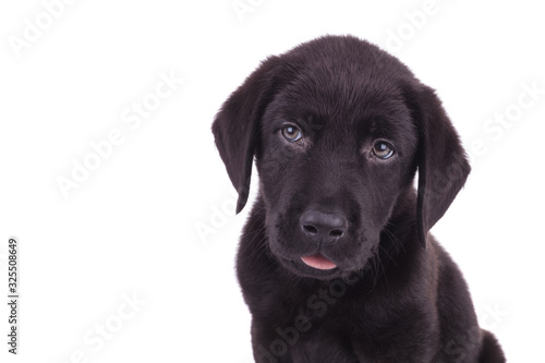Fototapeta Naklejka Na Ścianę i Meble -  cute labrador retriever sticking out tongue