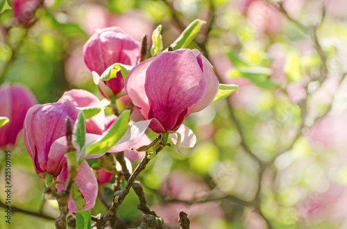 Beautiful magnolia tree blossoms in springtime. Jentle magnolia flower against sunset light.