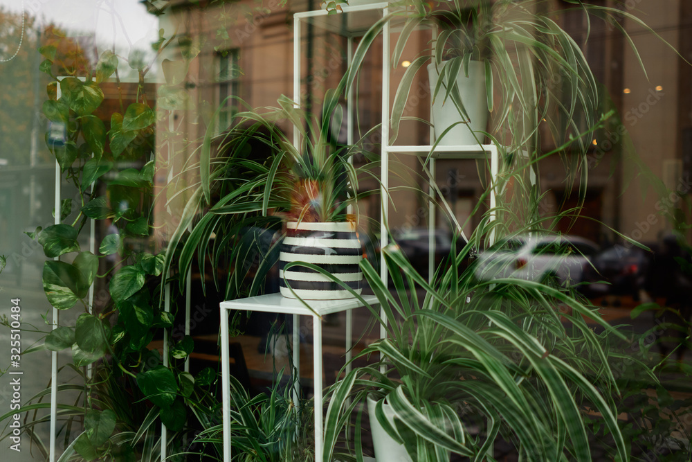 Obraz premium Green flowers in the pots and reflection of the city with cars