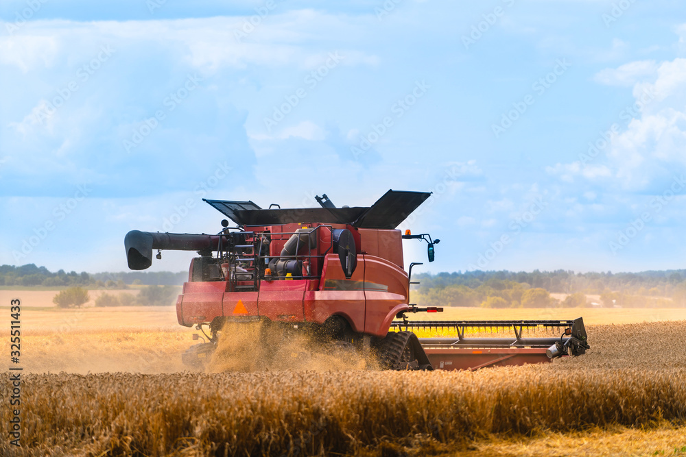 Fototapeta premium Process of gathering ripe crop from the fields. agricultural technic in field. Special technic in action. Heavy machinery concrpt
